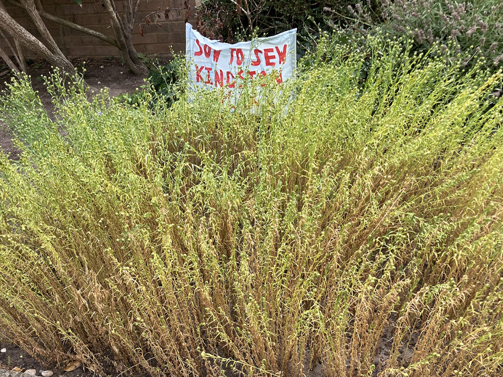 Community Heritage Harvest Day