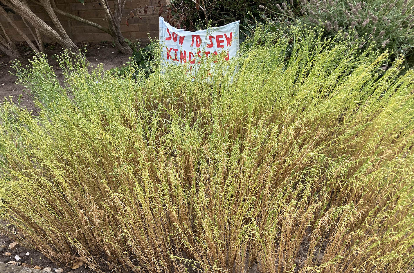 Sow to Sew Flax Crop